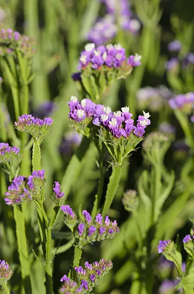 534290 - Wavyleaf sea lavender (Limonium sinuatum)