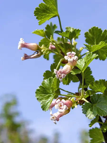 424133 - Wax currant (Ribes cereum var. inebrians)