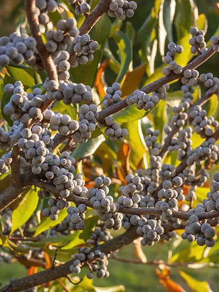 406059 - Wax myrtle (Myrica cerifera)