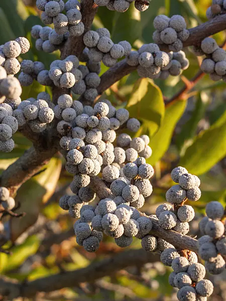 406060 - Wax myrtle (Myrica cerifera)