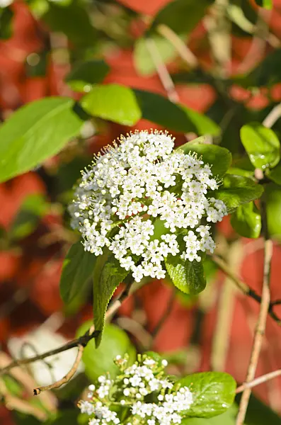 531111 - Wayfaring tree (Viburnum lantana)