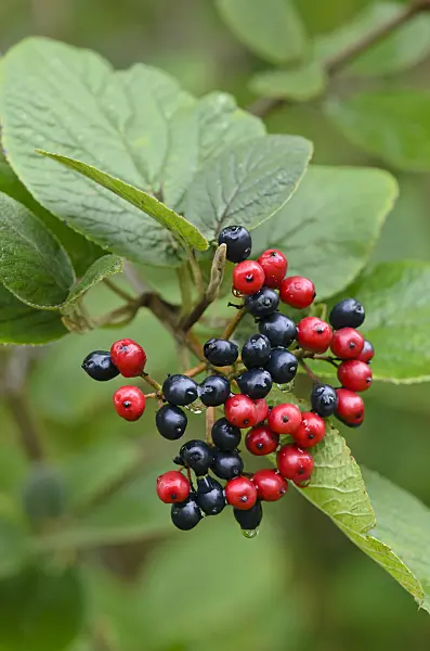 535006 - Wayfaring tree (Viburnum lantana)