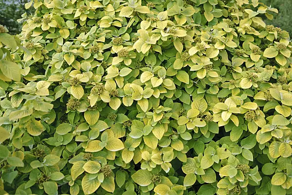 502449 - Wayfaring tree (Viburnum lantana 'Aureum')