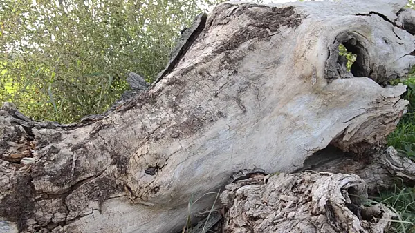 501057 - Weathered willow trunk
