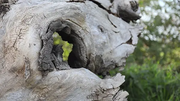 501058 - Weathered willow trunk