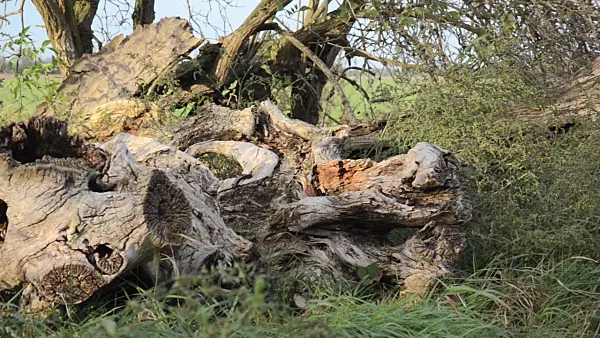 501059 - Weathered willow trunk