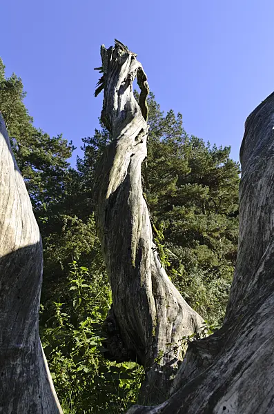 500233 - Weathered willow trunks