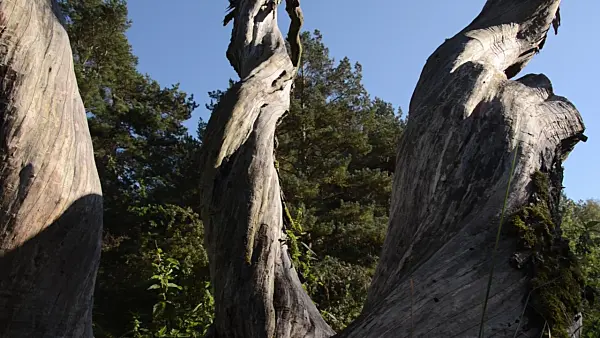 500241 - Weathered willow trunks