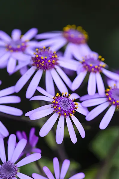 554046 - Webb's cineraria (Pericallis webbii)