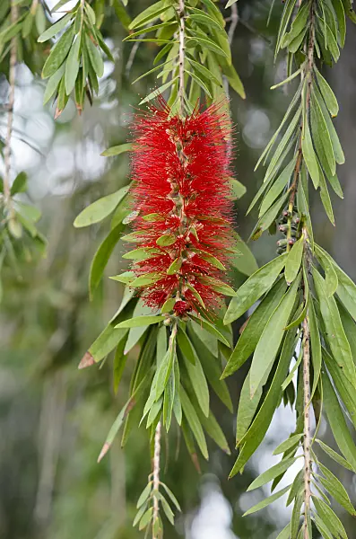 564170 - Weeping bottlebrush (Callistemon viminalis)