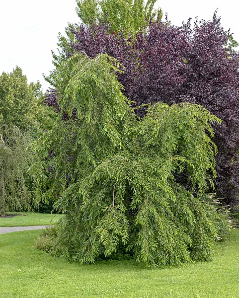 575247 - Weeping cherry (Prunus pendula)