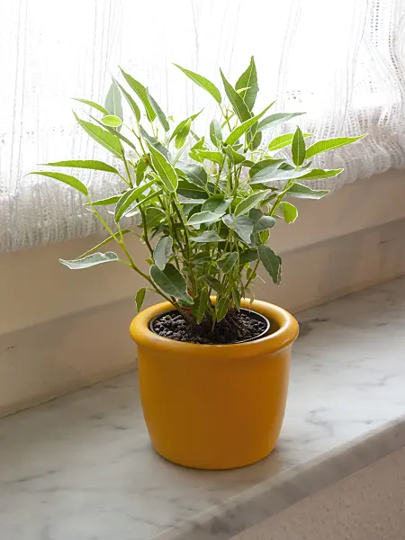 400021 - Weeping fig (Ficus benjamina)
