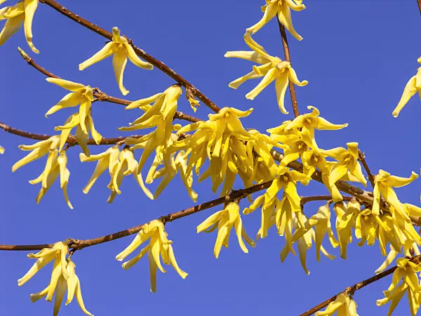 447028 - Weeping forsythia (Forsythia suspensa)