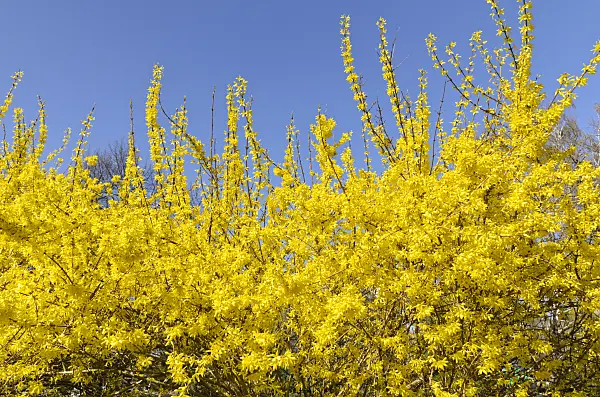 495042 - Weeping forsythia (Forsythia suspensa)