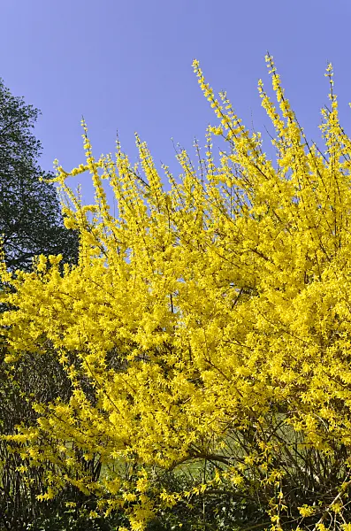 495043 - Weeping forsythia (Forsythia suspensa)