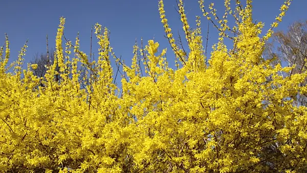 495054 - Weeping forsythia (Forsythia suspensa)