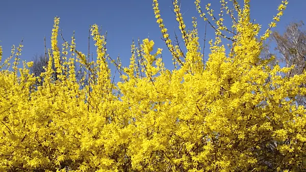 495055 - Weeping forsythia (Forsythia suspensa)