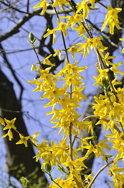 495039 - Weeping forsythia (Forsythia suspensa var. fortunei)