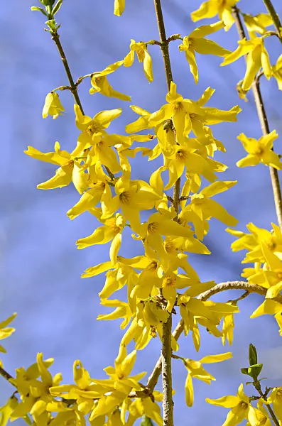 495040 - Weeping forsythia (Forsythia suspensa var. fortunei)