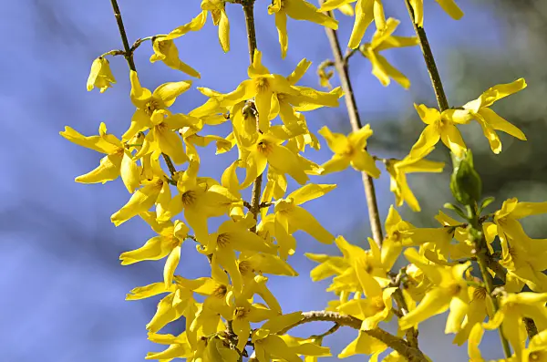 495041 - Weeping forsythia (Forsythia suspensa var. fortunei)