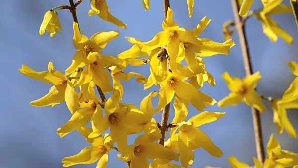 495052 - Weeping forsythia (Forsythia suspensa var. fortunei)