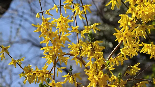 495053 - Weeping forsythia (Forsythia suspensa var. fortunei)