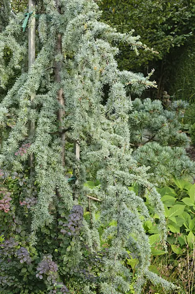 488091 - Weeping Himalayan cedar (Cedrus deodara 'Pendula')