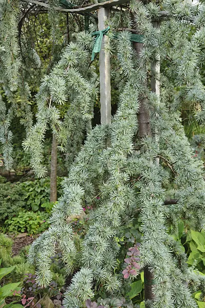488092 - Weeping Himalayan cedar (Cedrus deodara 'Pendula')
