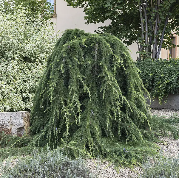 651153 - Weeping Himalayan cedar (Cedrus deodara 'Pendula')