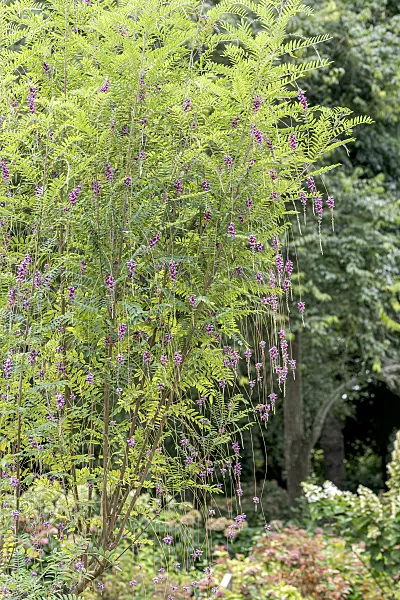 638133 - Weeping indigo (Indigofera pendula)