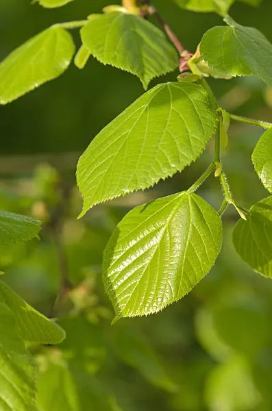 520035 - Weeping silver lime (Tilia petiolaris)