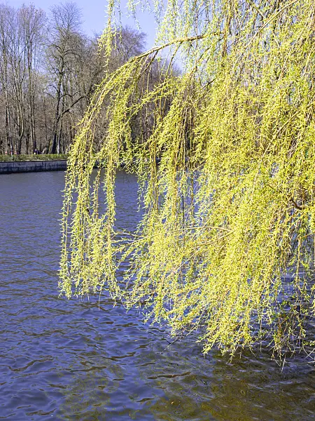 483199 - Weeping willow (Salix x sepulcralis)