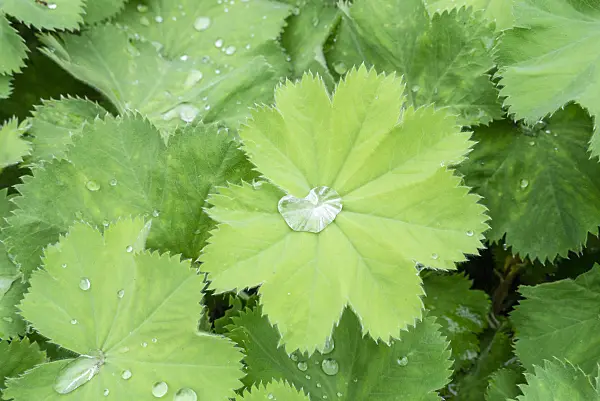 625057 - Weicher Frauenmantel (Alchemilla mollis)