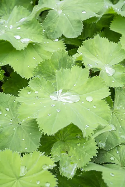 625058 - Weicher Frauenmantel (Alchemilla mollis)