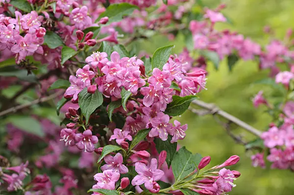 472232 - Weigela