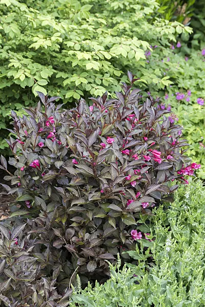 651568 - Weigela florida 'Alexandra'