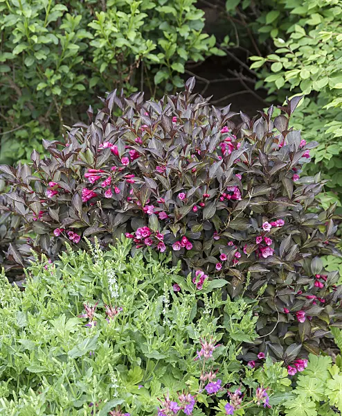 651569 - Weigela florida 'Alexandra'