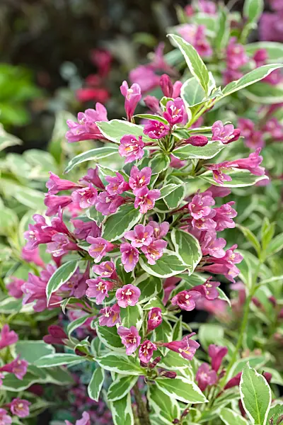 664476 - Weigela florida 'All Summer Monet'