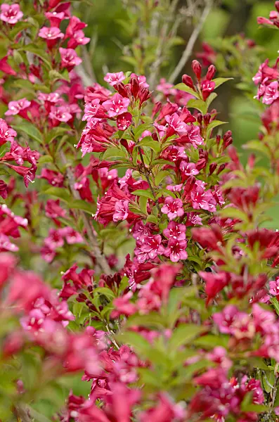 521191 - Weigela florida 'Bristol Ruby'