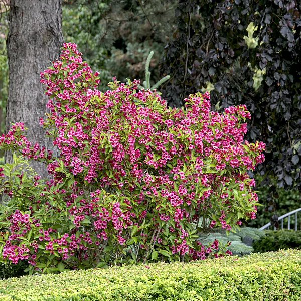 607222 - Weigela florida 'Bristol Ruby'