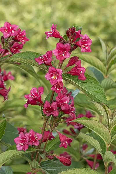 638379 - Weigela florida 'Bristol Ruby'