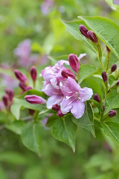 472223 - Weigela florida 'Eva Rathke'