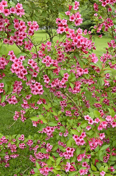 521204 - Weigela florida 'Eva Rathke'