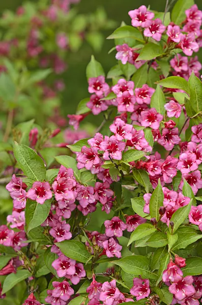 521214 - Weigela florida 'Eva Rathke'