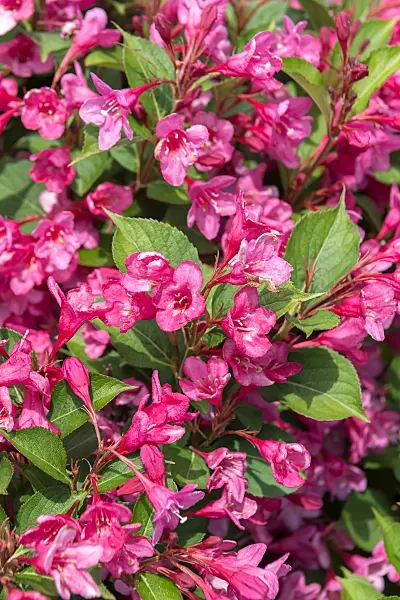 675384 - Weigela florida 'Sonic Bloom Pink'