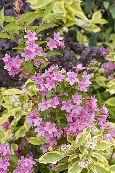 638381 - Weigela florida 'Styriaca' and Tartarian dogwood (Cornus alba 'Spaethii')