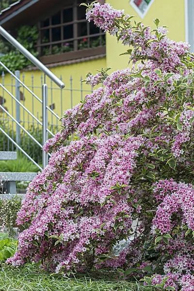 651570 - Weigela florida 'Variegata'
