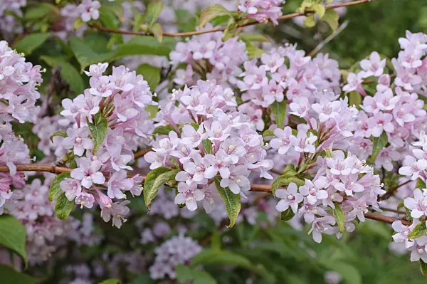 472086 - Weigela hortensis