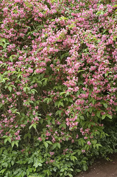 472231 - Weigela hybr.