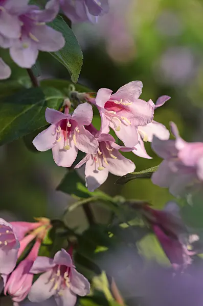 520257 - Weigela praecox